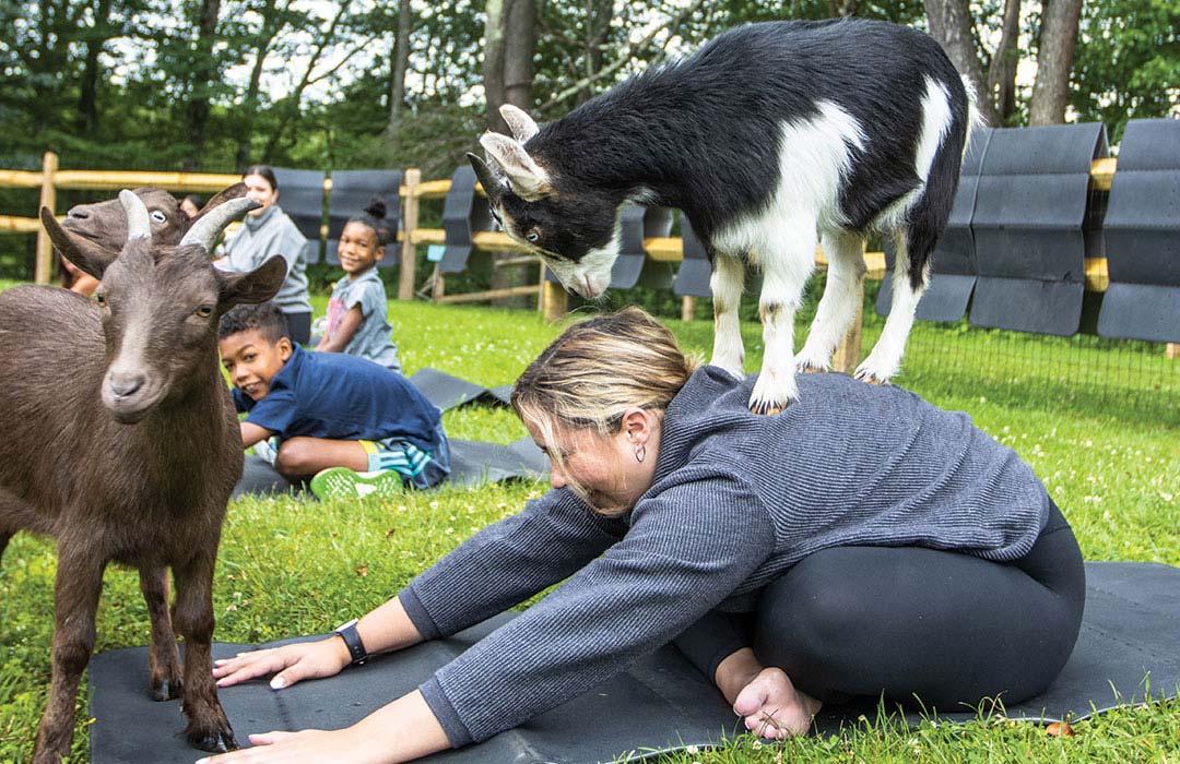 Kartrite Goat Yoga