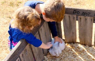 Children at a petting zoo. Candid capture of two small children leaning over wooden cage to pet bunny at petting zoo