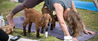 Kartrite Goat Yoga