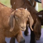 GOAT YOGA Is All BAAAAAHMASTУ Thumbnail