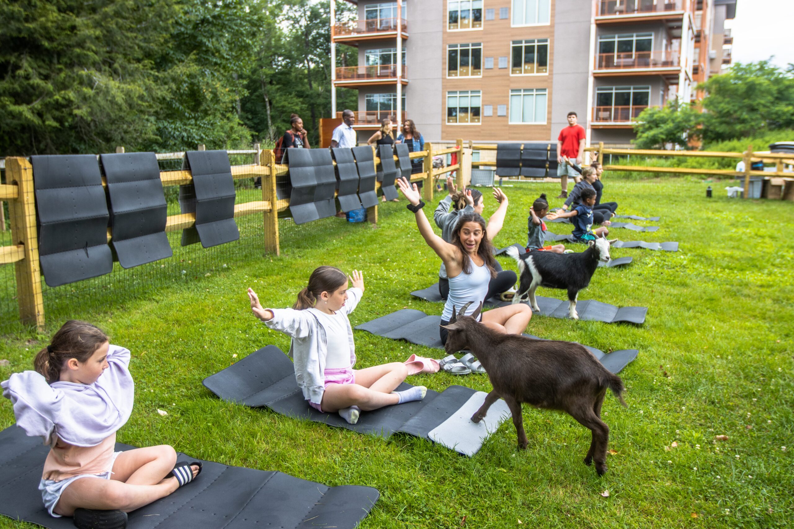 Children and adults do outdoor yoga on mats with goats nearby, raising their arms and smiling, next to an apartment building and wooden fence.