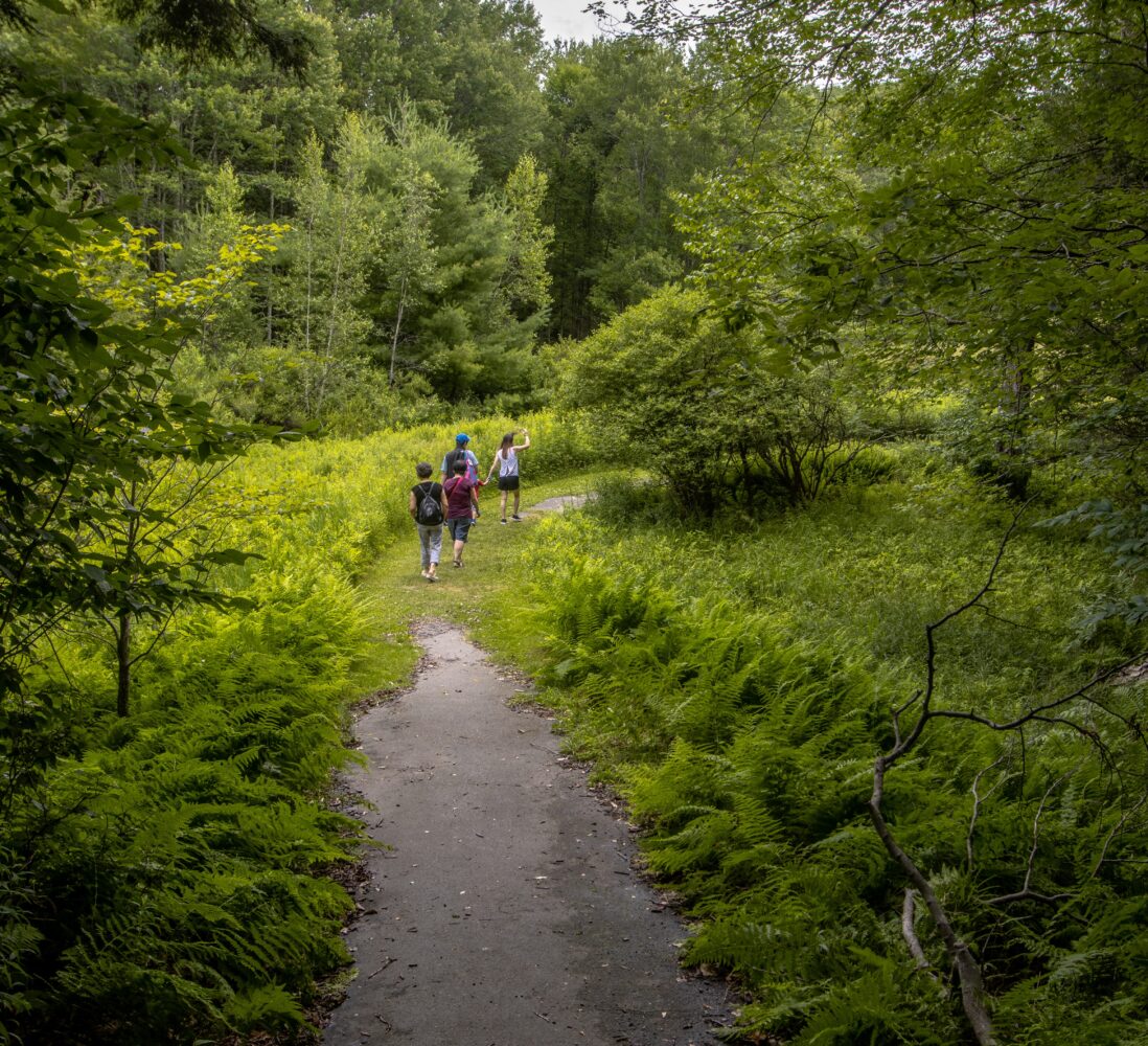 Three people walk on a paved path through a lush green forest under a cloudy sky. Ferns and trees line the trail, creating a peaceful, natural scene.
